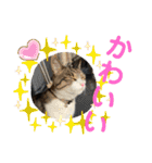 ミリンとラック時々ワンタン（個別スタンプ：25）
