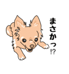 友達の家の犬の友達（個別スタンプ：11）