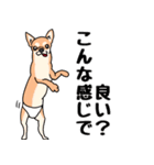 友達の家の犬の友達（個別スタンプ：32）