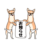 友達の家の犬の友達（個別スタンプ：34）