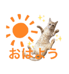 茶トラ猫日常使い スタンプ初心者にも（個別スタンプ：1）