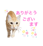 茶トラ猫日常使い スタンプ初心者にも（個別スタンプ：3）