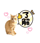 茶トラ猫日常使い スタンプ初心者にも（個別スタンプ：4）