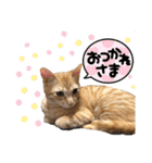 茶トラ猫日常使い スタンプ初心者にも（個別スタンプ：6）