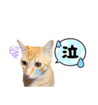 茶トラ猫日常使い スタンプ初心者にも（個別スタンプ：9）