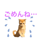 茶トラ猫日常使い スタンプ初心者にも（個別スタンプ：12）