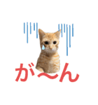 茶トラ猫日常使い スタンプ初心者にも（個別スタンプ：13）