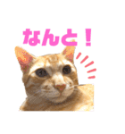 茶トラ猫日常使い スタンプ初心者にも（個別スタンプ：14）