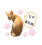 茶トラ猫日常使い スタンプ初心者にも（個別スタンプ：15）