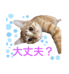 茶トラ猫日常使い スタンプ初心者にも（個別スタンプ：20）