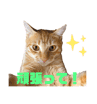 茶トラ猫日常使い スタンプ初心者にも（個別スタンプ：27）