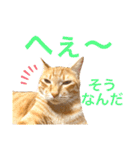 茶トラ猫日常使い スタンプ初心者にも（個別スタンプ：30）