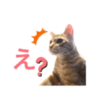 茶トラ猫日常使い スタンプ初心者にも（個別スタンプ：31）
