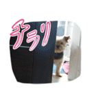 ロッキーForever（個別スタンプ：4）