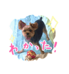 ロッキーForever（個別スタンプ：13）