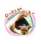 ロッキーForever（個別スタンプ：29）