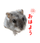 ☆ウメマメ☆スタンプ（個別スタンプ：1）