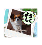 パピヨンすたんぷ4（個別スタンプ：1）