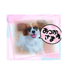 パピヨンすたんぷ4（個別スタンプ：2）