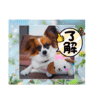 パピヨンすたんぷ4（個別スタンプ：3）