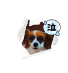 パピヨンすたんぷ4（個別スタンプ：4）