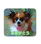 パピヨンすたんぷ4（個別スタンプ：7）