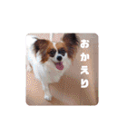 パピヨンすたんぷ4（個別スタンプ：11）