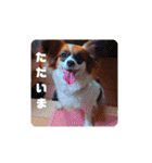 パピヨンすたんぷ4（個別スタンプ：12）