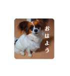 パピヨンすたんぷ4（個別スタンプ：13）