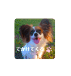 パピヨンすたんぷ4（個別スタンプ：15）