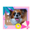 パピヨンすたんぷ4（個別スタンプ：20）