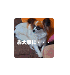 パピヨンすたんぷ4（個別スタンプ：23）
