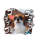 パピヨンすたんぷ4（個別スタンプ：29）