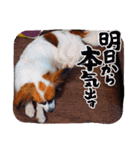 パピヨンすたんぷ4（個別スタンプ：30）