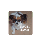 パピヨンすたんぷ4（個別スタンプ：34）