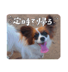 パピヨンすたんぷ4（個別スタンプ：35）