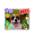 パピヨンすたんぷ4（個別スタンプ：36）