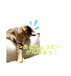 蕎麦粉（そばこ）（個別スタンプ：6）