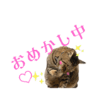 蕎麦粉（そばこ）（個別スタンプ：7）