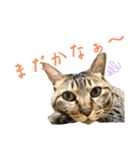 蕎麦粉（そばこ）（個別スタンプ：19）
