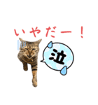 蕎麦粉（そばこ）（個別スタンプ：22）