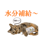 蕎麦粉（そばこ）（個別スタンプ：25）