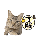 蕎麦粉（そばこ）（個別スタンプ：26）