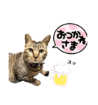 蕎麦粉（そばこ）（個別スタンプ：30）