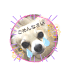 チワワの豆助スタンプ（個別スタンプ：4）
