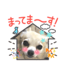 チワワの豆助スタンプ（個別スタンプ：20）