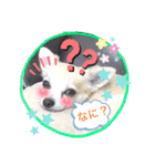 チワワの豆助スタンプ（個別スタンプ：21）