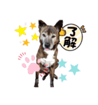 犬スタンプvol2（個別スタンプ：1）