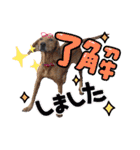 犬スタンプvol2（個別スタンプ：2）