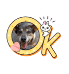 犬スタンプvol2（個別スタンプ：4）